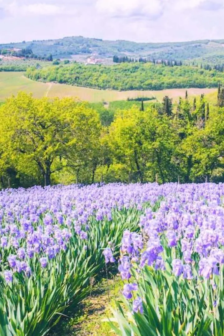 Home In Tuscany إيطاليا